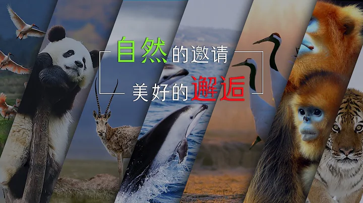尋訪金絲猴生活秘境，與萌寵大熊貓做朋友……這個德國小伙正在拜訪生活在中國的動物們，走起走起！| 生態中國 - 天天要聞