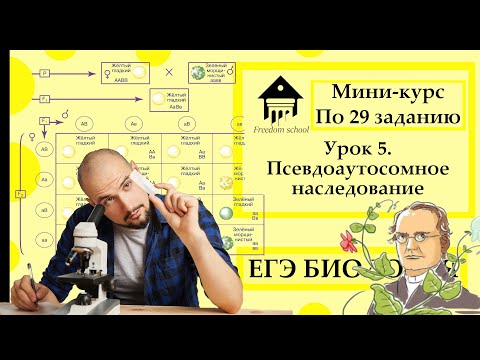 Мини-курс по задачам по генетике. Урок 5. Псевдоаутосомное наследование |ЕГЭ БИОЛОГИЯ|Freedom|