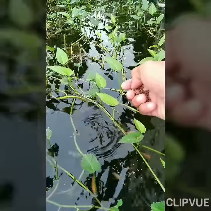 Budidaya ikan nila😁🐟🐠