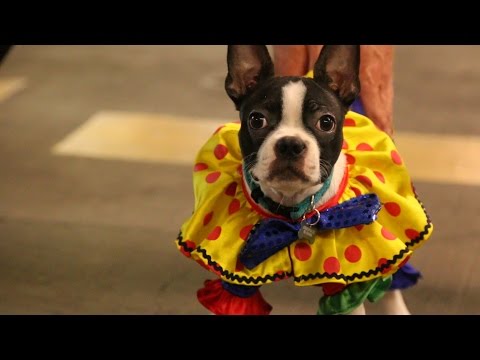 clown-dog-prank