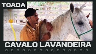 Toada Do Cavalo Lavandeira De Douglas De Biji