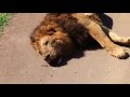 Lions fight