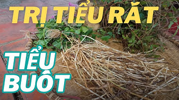Bài Thuốc Số 1 Chữa Tiểu Rắt Tiểu Buốt Mà Rất Ít Người Biết