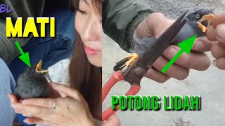 tidak harus lakukan ini kalau cuma pingin burung bisa ngomong