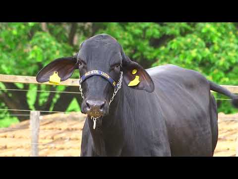 LOTE 147   ZUCA FIV STORMY SANTA LUZIA   2551CJ