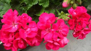 BU SABAH BAĞDA ERKEN-AFİFE  EDİPOĞLU-TÜRK SANAT MÜZİĞİNDE BİR ZAMANLAR