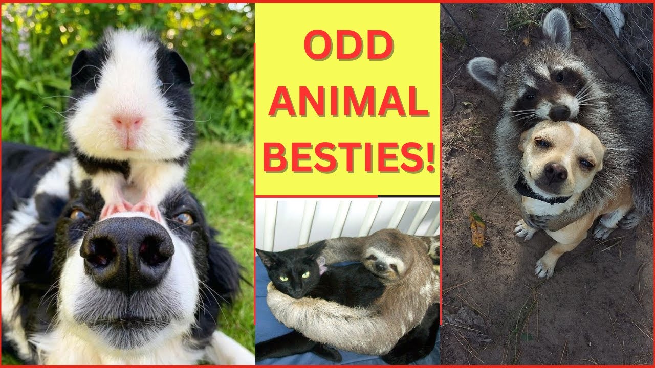 COMPILATION Enemies to Besties: Strange Animal Friendships That Defy Nature