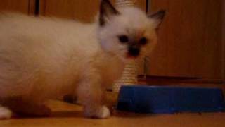 Szalony ragdoll Absynt / Crazy ragdoll kitten | Hodowla Ami VanDolls by Marta Jakubowska 333 views 13 years ago 1 minute, 9 seconds