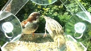 Raspberry pi camera- sparrows on bird feeder