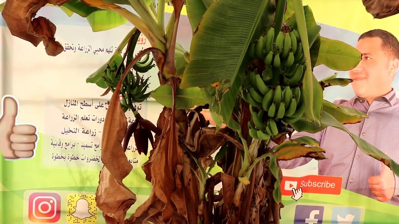 زراعة الموز وحصاد محصول الموز, علامات نضج ثمار الموز, متي يتم قطف ثمار الموز, افضل موعد لزراعة الموز