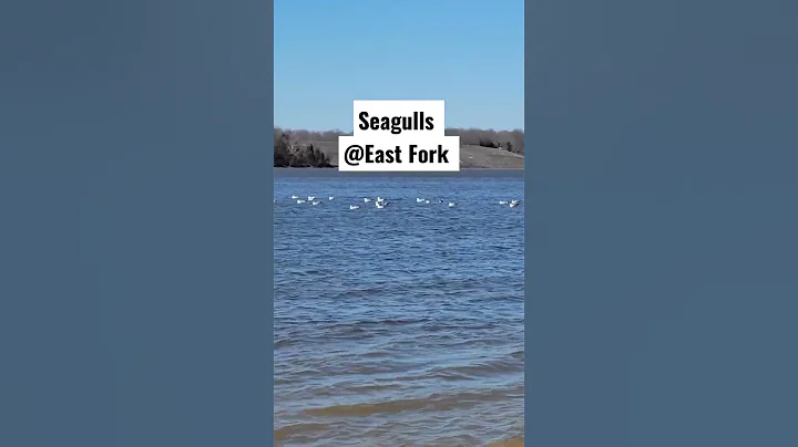 GROUP OF SEAGULLS FLOATING IN WATER  AT EAST FORK STATE PARK BEACH #seagull #birds #shorts - DayDayNews