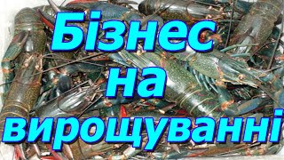 Бізнес на вирощуванні АККР в Україні