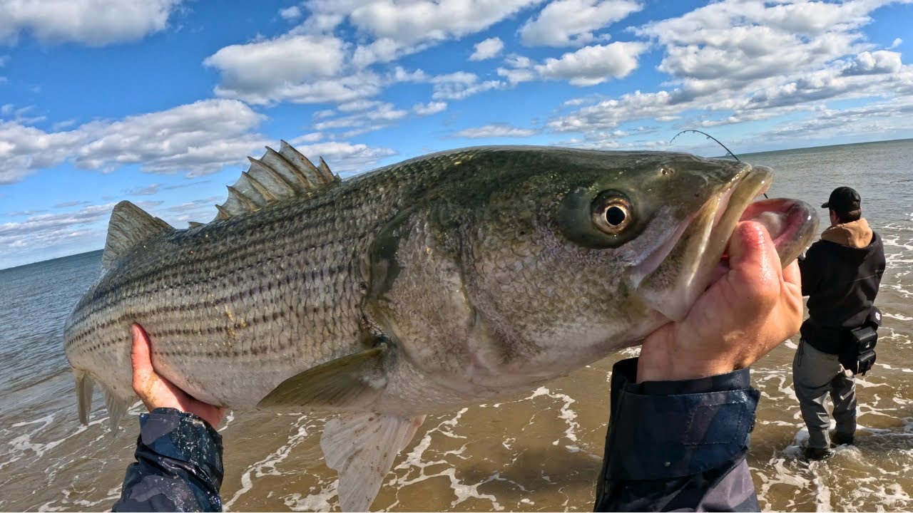 Striped Bass FEEDING FRENZY (PB LANDED!!!) YouTube