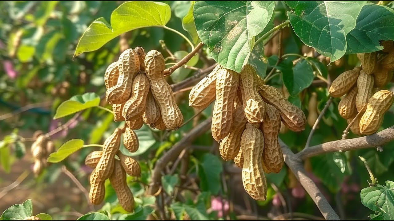 花生树:“嫁接”花生树,这技术还是得AI,一串一串大丰收,神奇 - YouTube