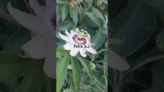 #blubella #nature #youtubeshorts #fyp