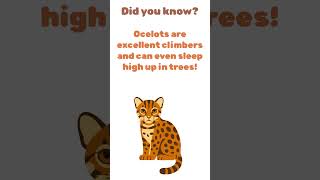 Cute Tropical Rainforest Animals 🌴🐾 | Coloring for Kids 🎨 | Animal Kingdom Coloring