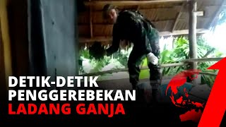 Detik-Detik Penggerebekan Ladang Ganja Di Aceh Utara Tvone