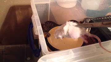 Woma Pythons Feeding !