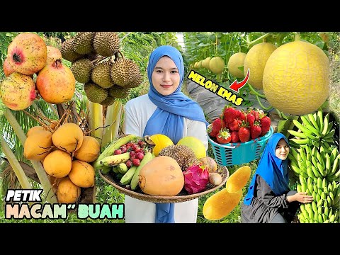 Buah Buahan Dalam Sop Buah