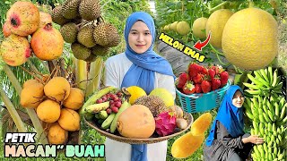 Petik buah-buahan segar | Bikin sop buah