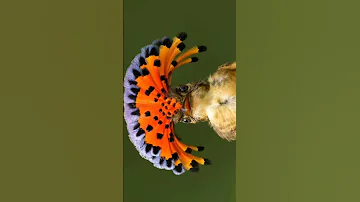 "The Amazonian Royal Flycatcher: Nature's Crowned Jewel of the Rainforest!"
