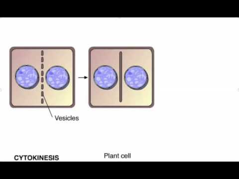 ვიდეო: როგორია ციტოკინეზის პროცესი მცენარეულ უჯრედებში?