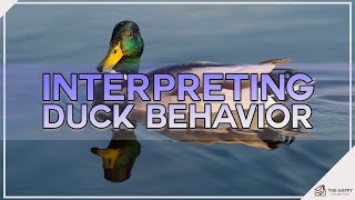 Interpreting Duck Behavior screenshot 1