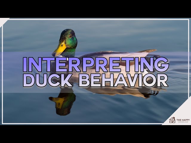 Where Do Ducks Sleep? (Location + Behavior)