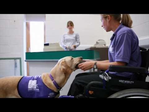 Finding Harmony - The remarkable dog that helped a family through the darkest of times