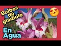 Bulbos EN AGUA 🌷 Como cultivar plantas bulbosas en agua sin tierra. Cultivo hidropónico gladiolo