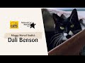 Dali Benson | National Cat Awards 2023: Moggy Marvel finalist