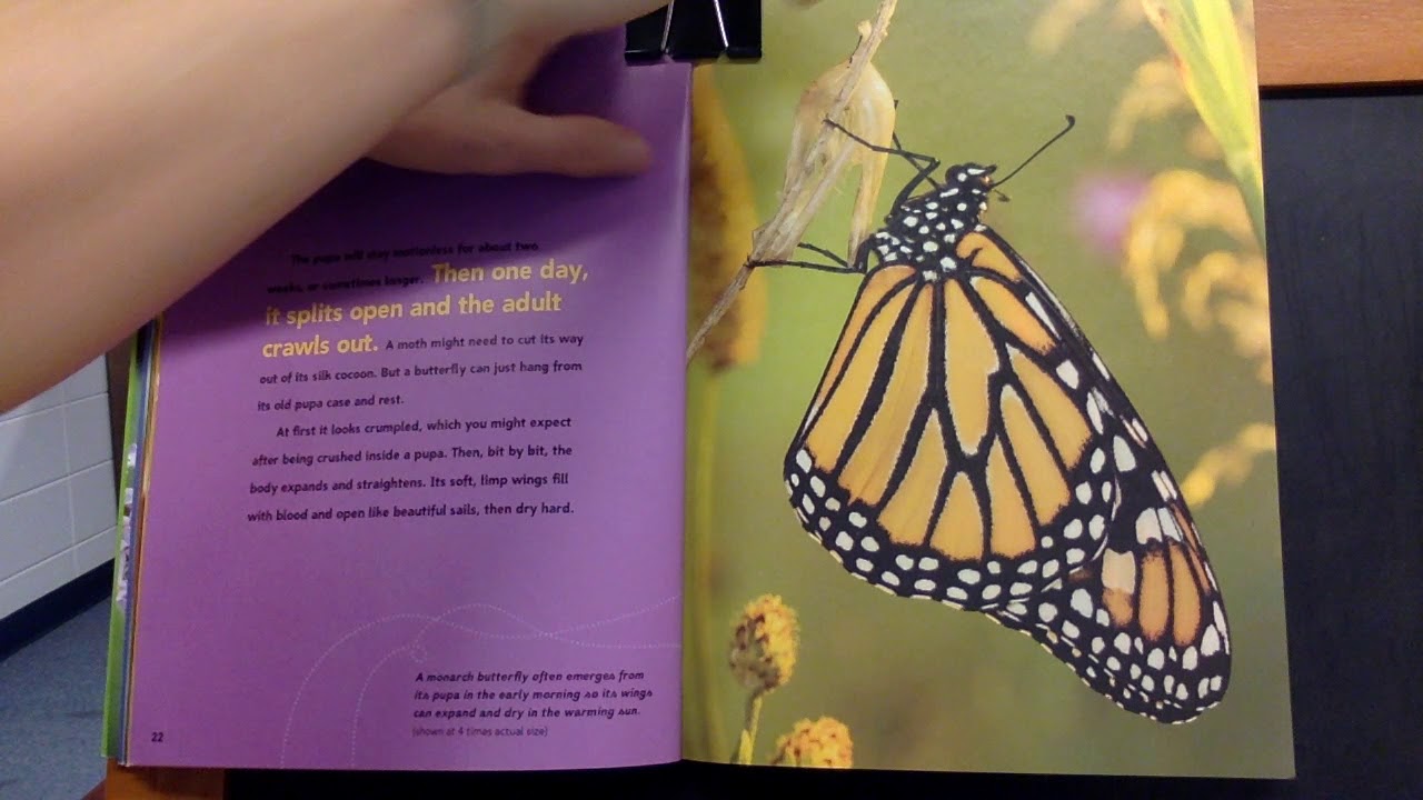 Butterflies and Moths Part 2 YouTube