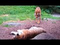 How Not to Wake Up a Tiger!