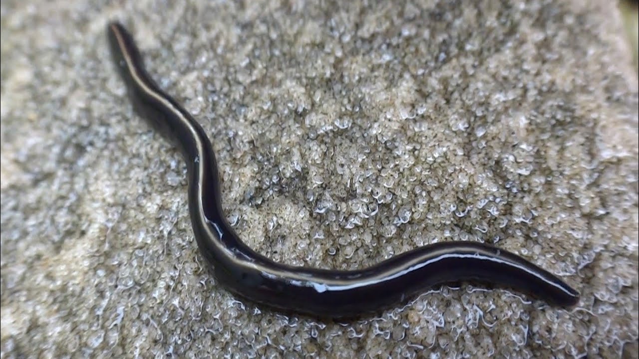 AwA Blue Garden Flatworm (Caenoplana coerulea) YouTube