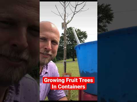 Video: Pomi fructiferi pitici - Ghid de plantare a pomilor fructiferi în containere - Grădinărit Know How