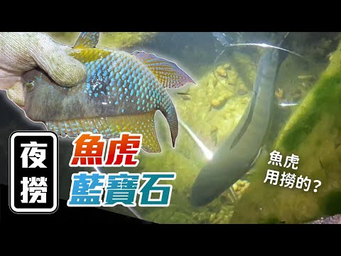 外來種系列｜夜撈超美藍寶石，魚虎也乖乖入網？