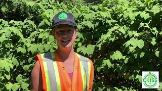 Knotweed Removal on Private Lands