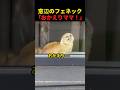 フェネックと一緒に暮らすと起きること