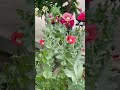ИДУ ХОМЯЧИТЬ, А ЭТО - ПО ДОРОГЕ :) ...