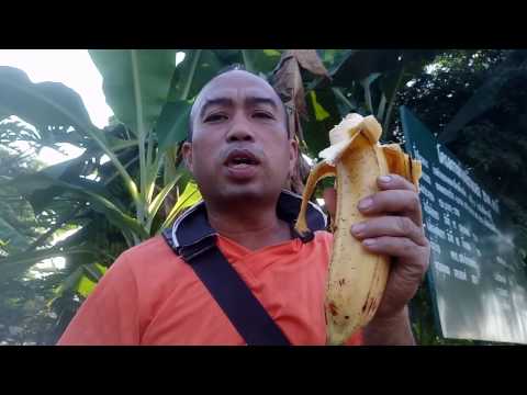 กล้วยยักกล้วยใหญ่กล้วยงาช้าง