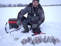 пробурил 30 метров льда,чтобы найти этих окуней.самая трудовая рыбалка в этом сезоне.