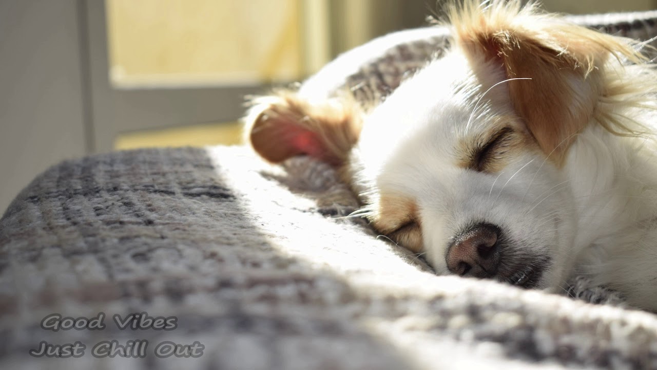 Beneath the Moonlight  | 1 Hour |  Classical | Loop | Chill Music