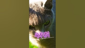 سورة مريم و؛، كا.نك تسمعها لأ،؛و.ل مر.ة🌺..💮💕،؛💟🌸❣️،💓بصوت الشيخ حمزة مد؛بو.ح 💘💔..♥️🌼🌻،.🏵️❤️