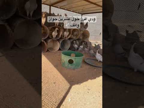ودي افزز زغاليل حمام السعودية طيور اكسبلور زغاليل الحمام حمام  زافير ترند 