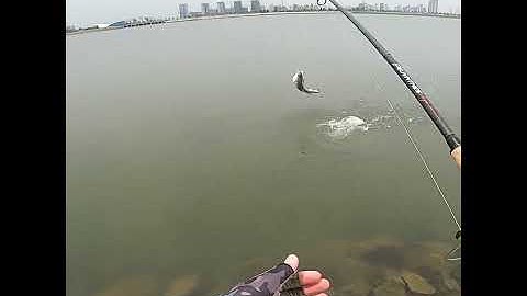 Cú đóng cá chẽm cực phê, câu lure cá chẽm sông với mồi giả | Video câu cá giải trí | Lure Fishing