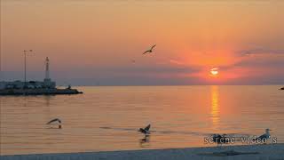 #Photography at the beach# wading birds at sunrise|| Relaxing Music by serene music