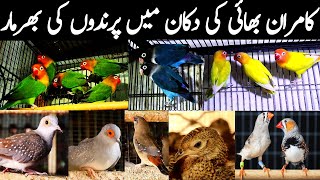 Sunday birds market Multan 20-06-2021 || Birds reasonable price || fancy pigeons & phesant chicks