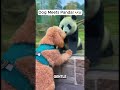 Dog Meets Panda… And They Become Friends 😭🐶🐼