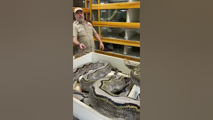 How far can this giant snake strike 😬