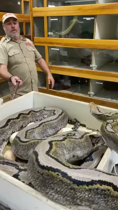 How far can this giant snake strike 😬